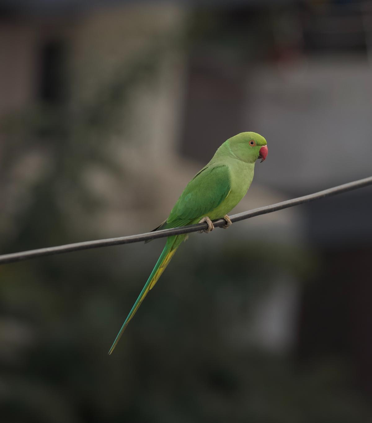 Papagal, foto Unsplash/ autor: Lakshmi Narasimha