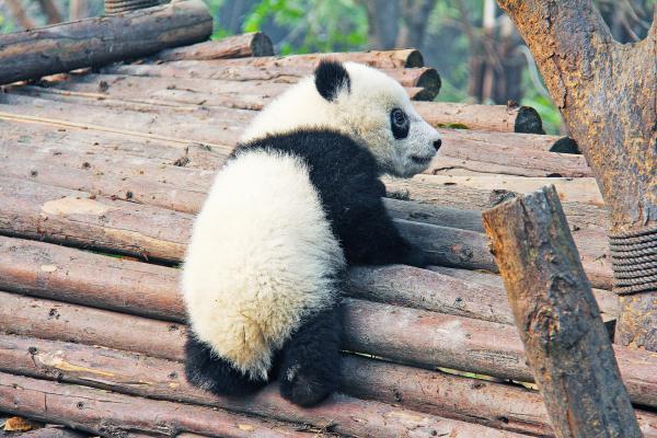 Moment emoționant cu un panda, sursa pixabay/ autor Sharon Ang 