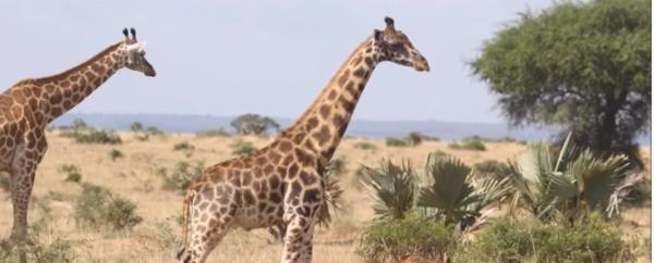 Girafe pitice. Captură foto YouTube/ Giraffe Conservation Foundation