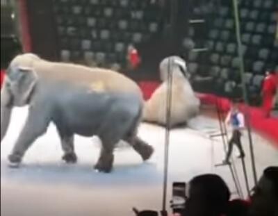 Doi elefanţi s-au comportat agresiv în timpul unui spectacol de circ în Kazan , captura foto Youtube, sursa Crime report from Russia