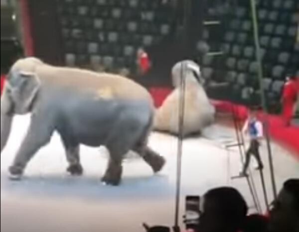 Doi elefanţi s-au comportat agresiv în timpul unui spectacol de circ în Kazan , captura foto Youtube, sursa Crime report from Russia