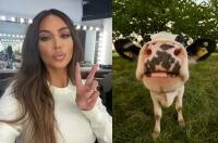 Kim Kardashian foto Instagram, vaca- foto Unsplash/ autor Wolfgang Hasselmann 