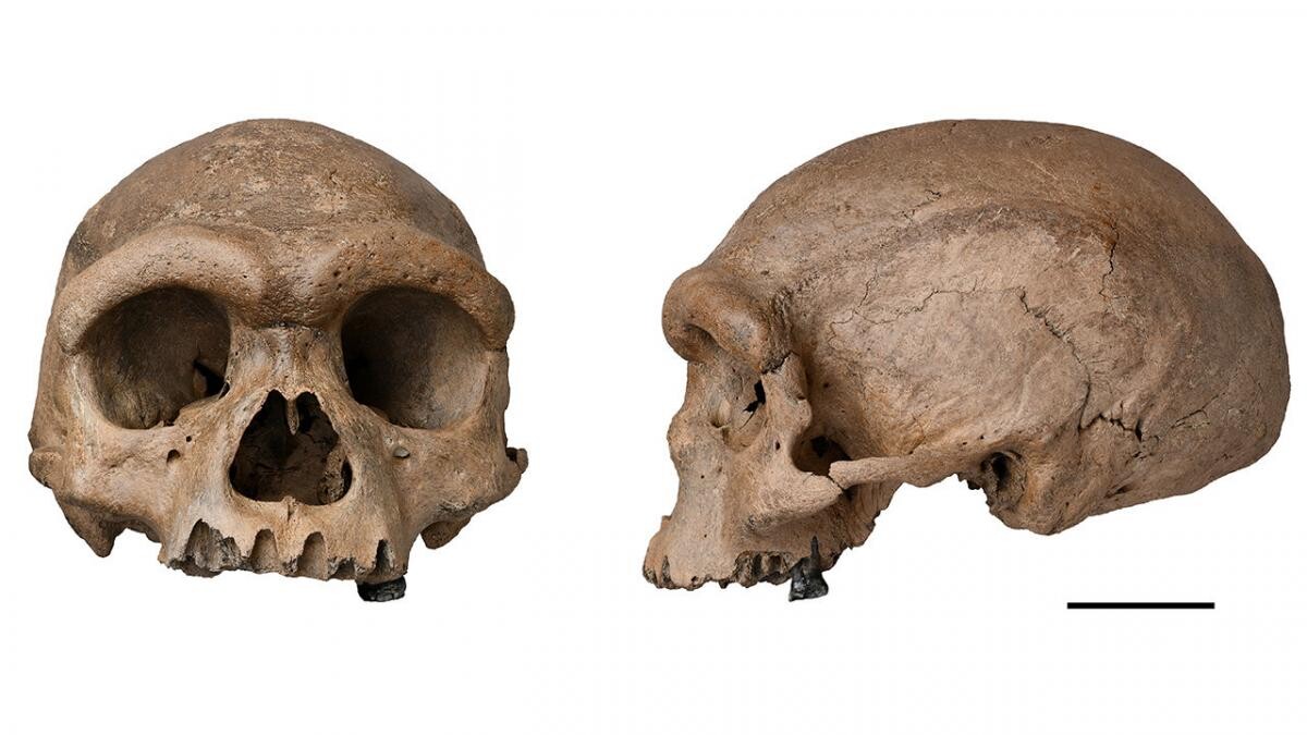 O specie umanoidă preistorică, mai apropiată de omul modern decât neanderthalienii. Sursa foto: sciencemag.org