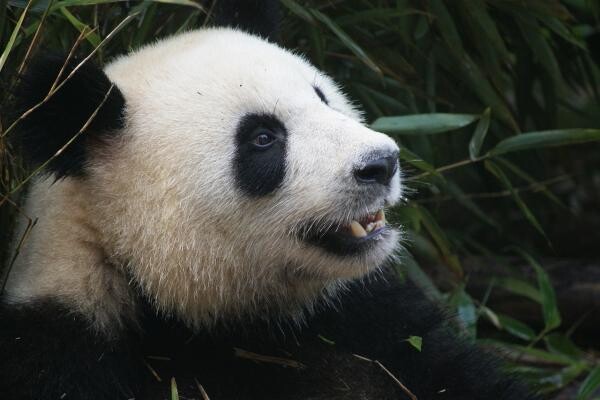 Urs panda, sursa pixabay/ autor einszweifrei 