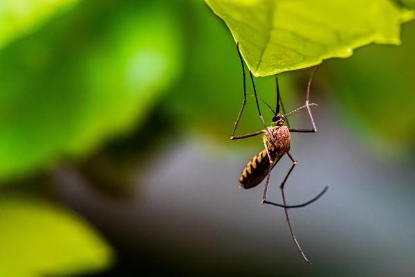 Țânțar, foto Unsplash/ sursa Syed Ali