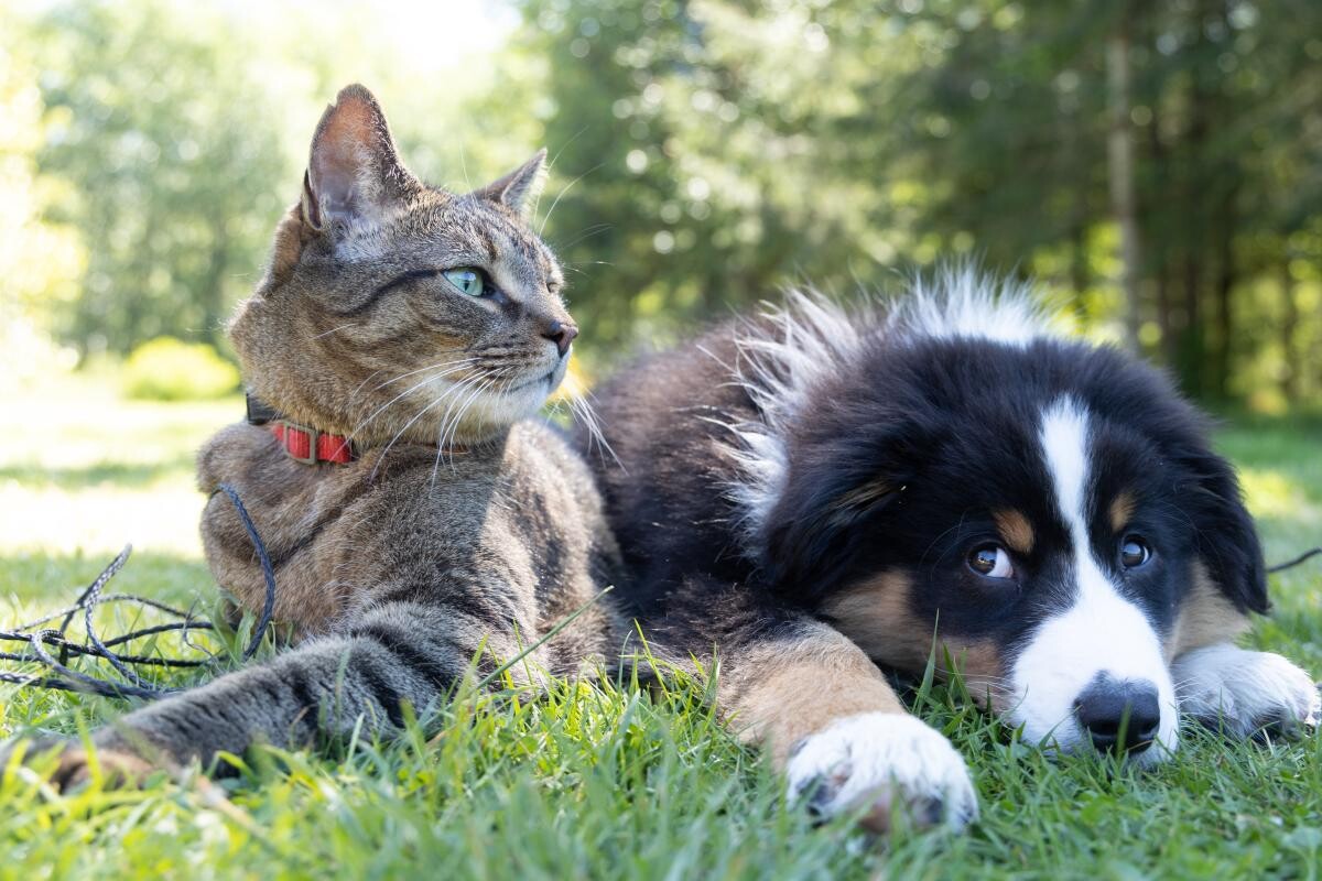 Pisici și câini, foto Unsplash/ Andrew S