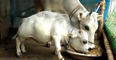 Rani, cea mai mică vacă din lume. Captură Video YouTube/ CBS Miami