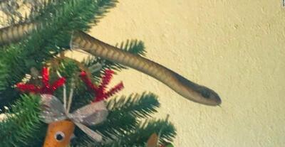 Șarpe veninos găsit ascuns în bradul de Crăciun al unei familii. Captura VIDEO YouTube