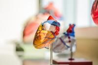  Ce este și cum se tratează Stenoza aorticăProf. Dr. Lucian Dorobanţu: Intervenţia se realizează fără tăierea sternului și fără a opri inima. FOTO Unsplash.com/ autor jesse orrico 